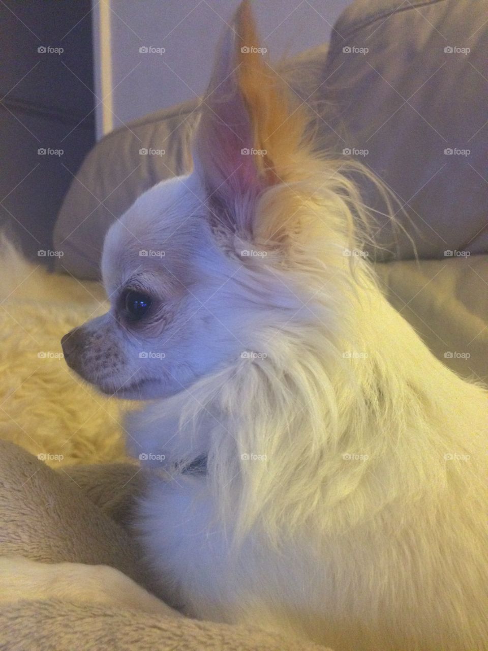 Chihuahua watching listening 
