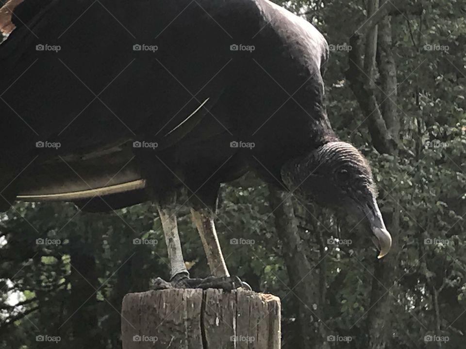 Wild Vulture 