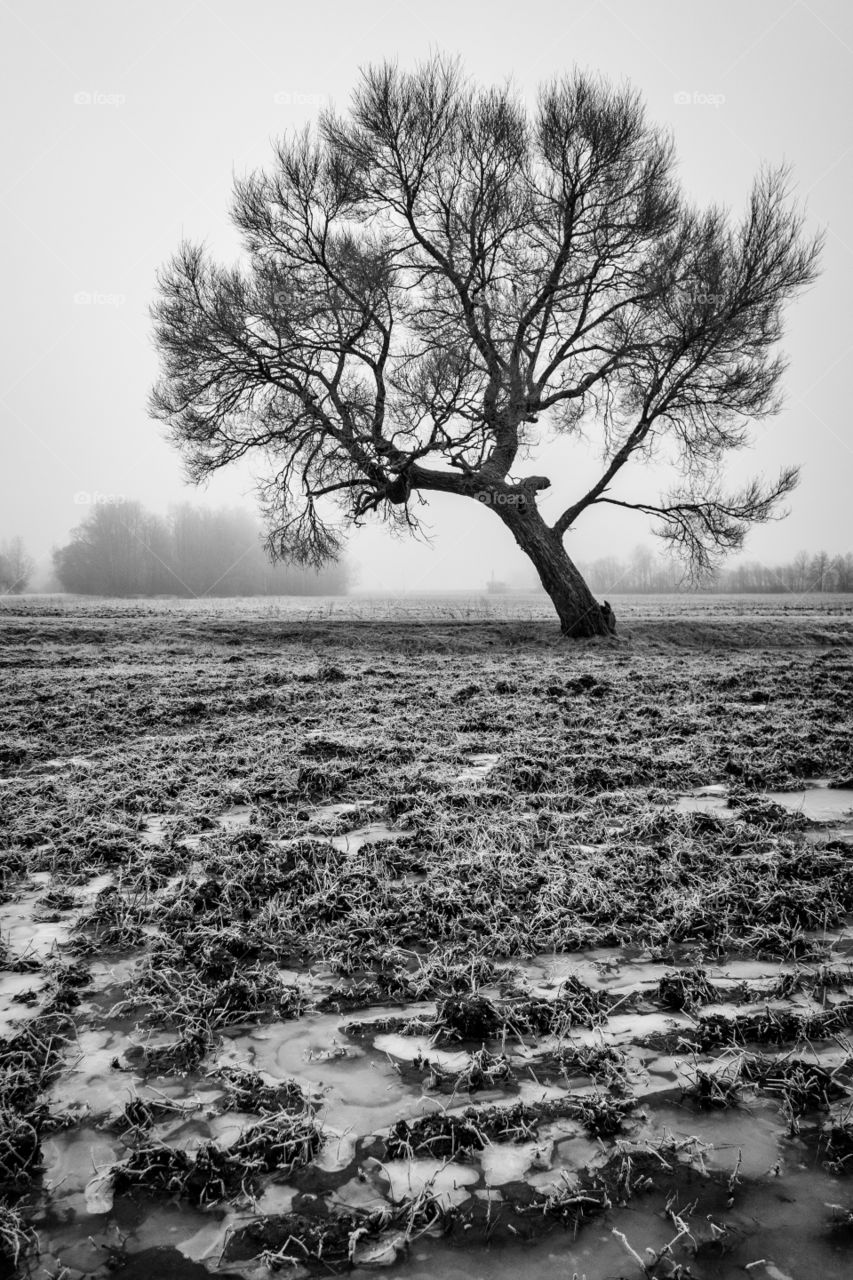 alone tree in cold winter morning