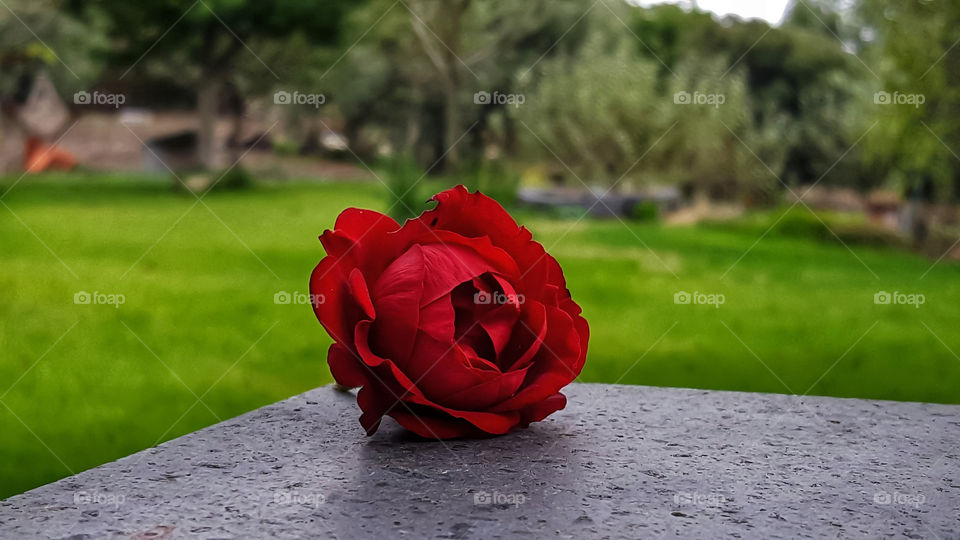 flower rosa rossa