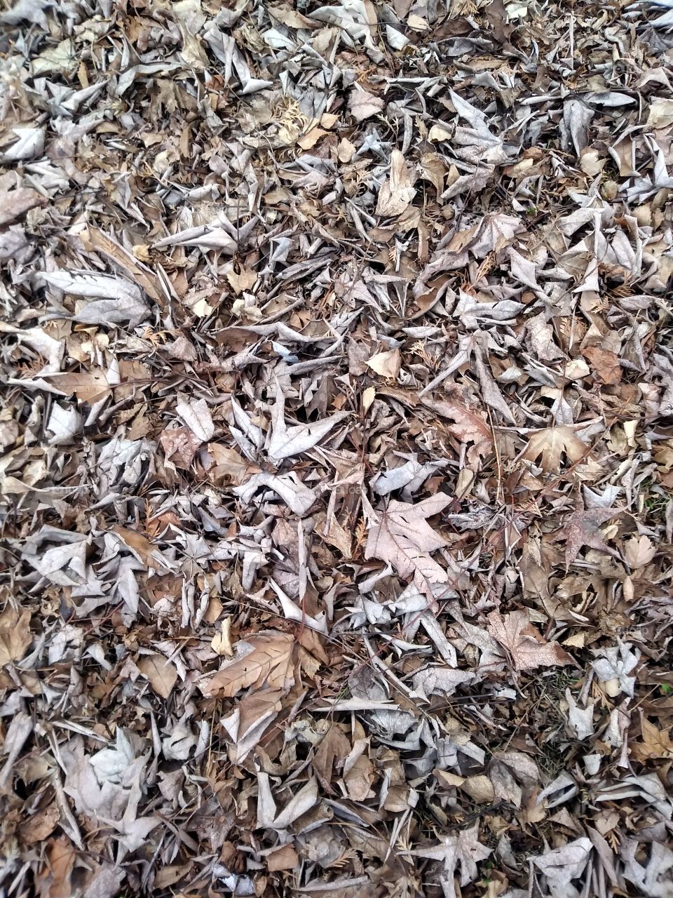 Leaves on the ground