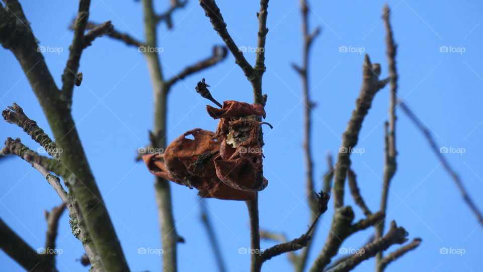 Dried apple