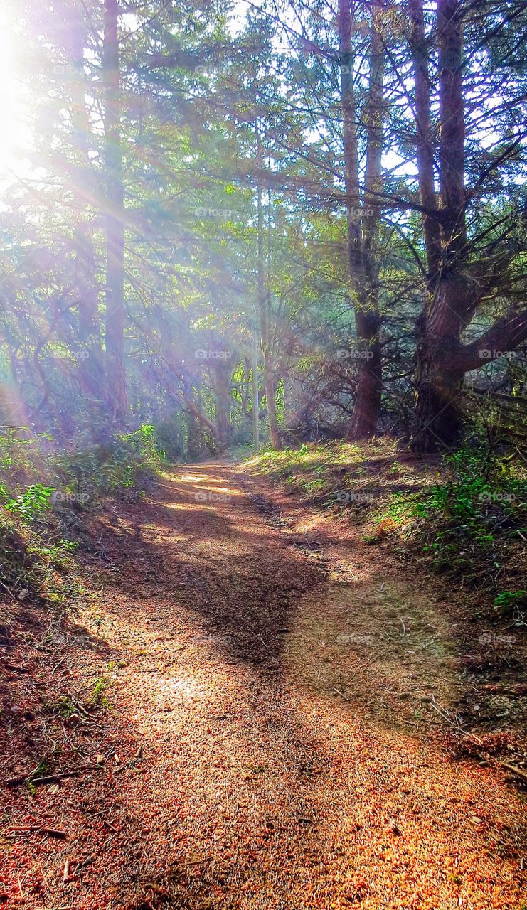Wood, Landscape, Nature, Tree, Leaf