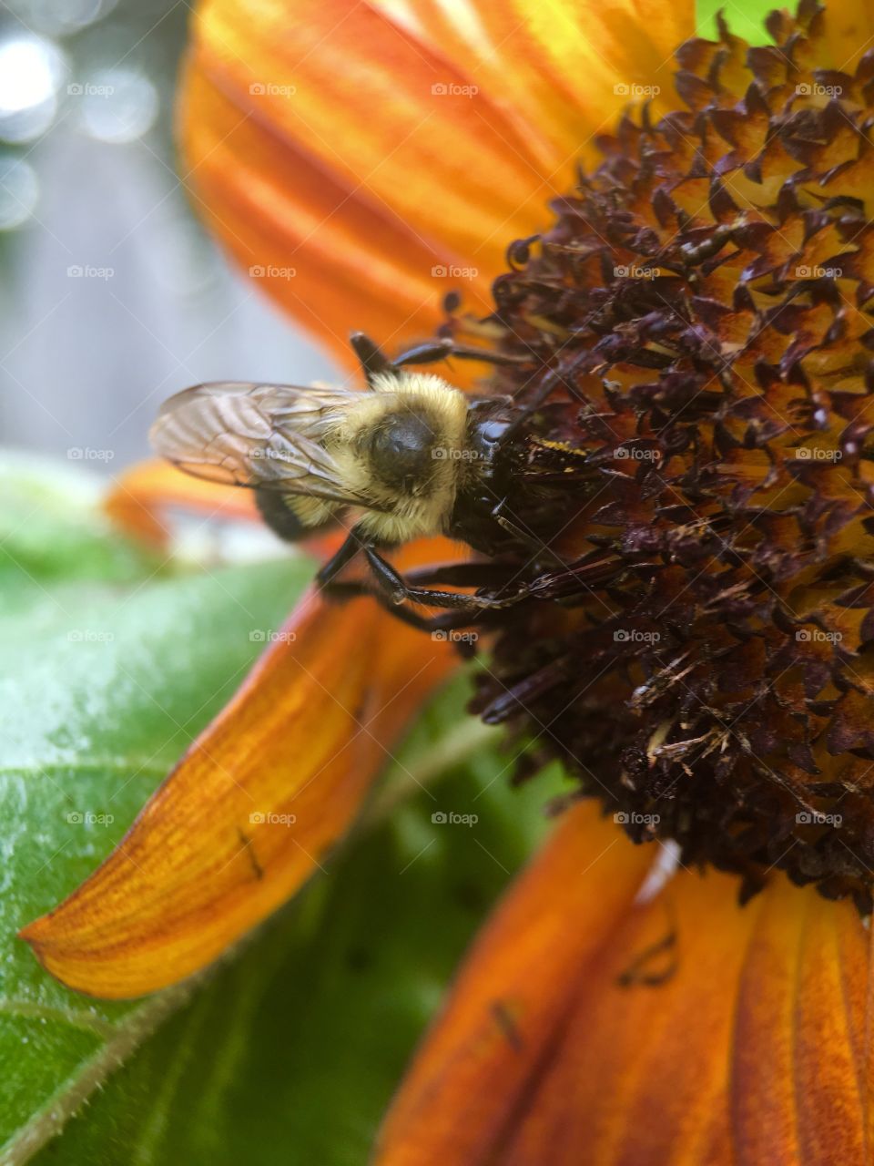 Bee in search of pollen