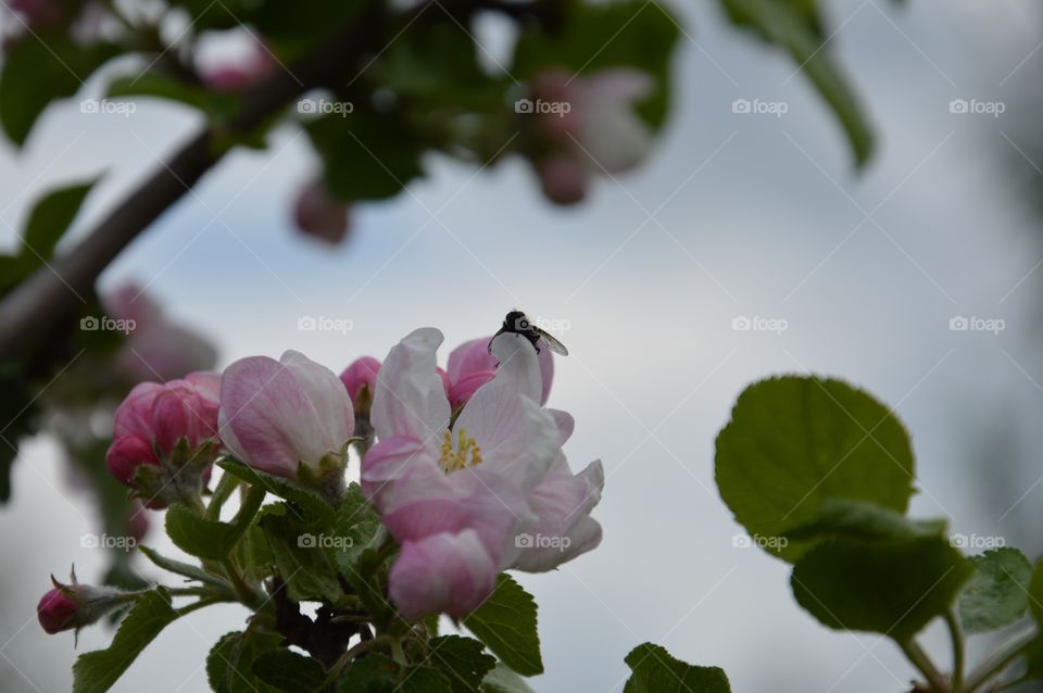 blossom of apple