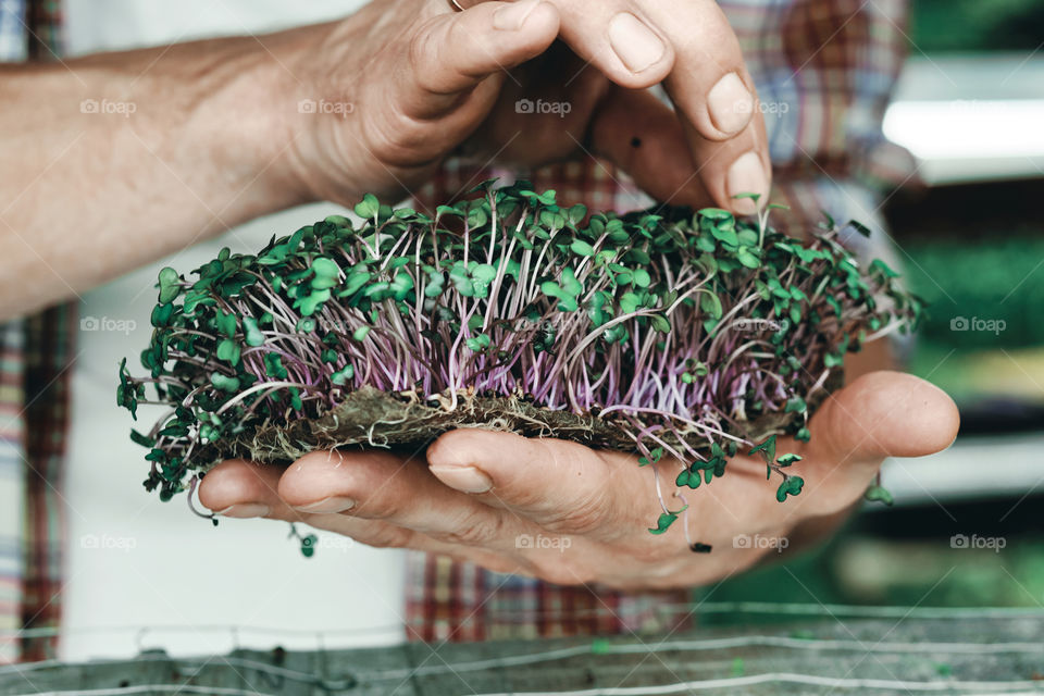 Microgreen in the men's hands