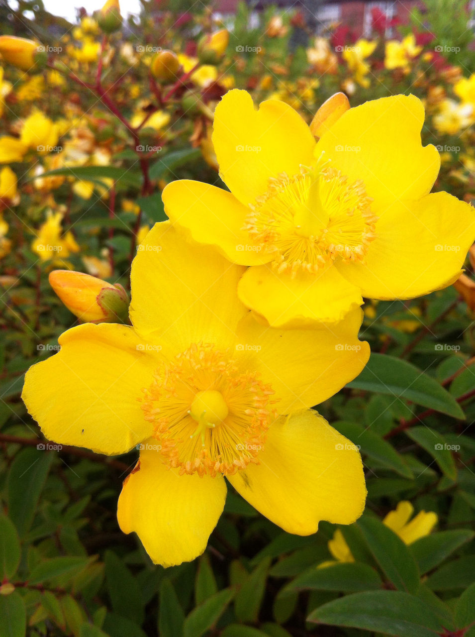 yellow flower bush flowering by emmam
