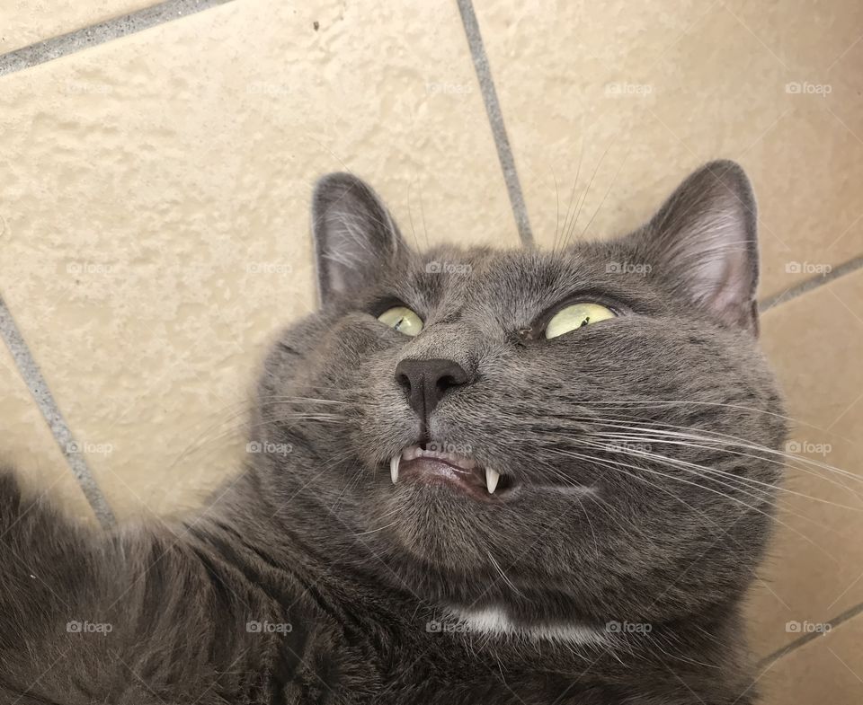 vampire cat