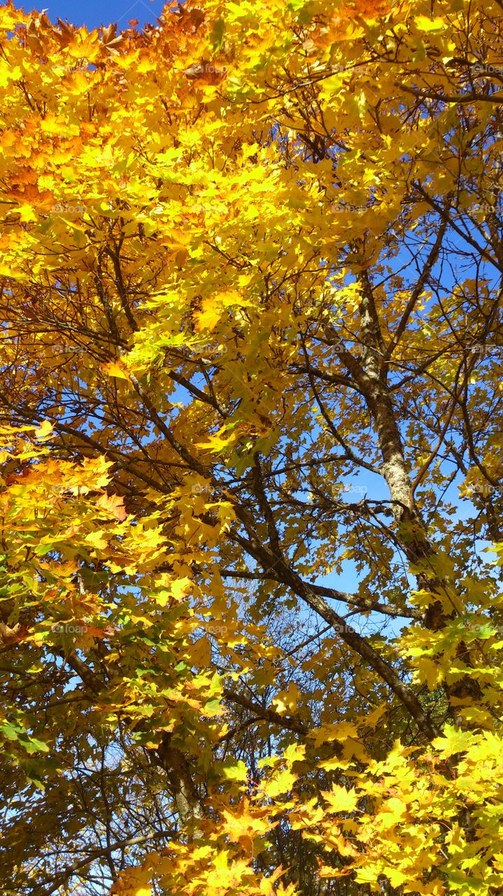 Yellow fall tree. Yellow mapletree