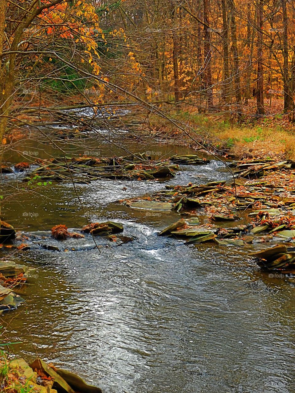 Creek in the Autumn Leaves