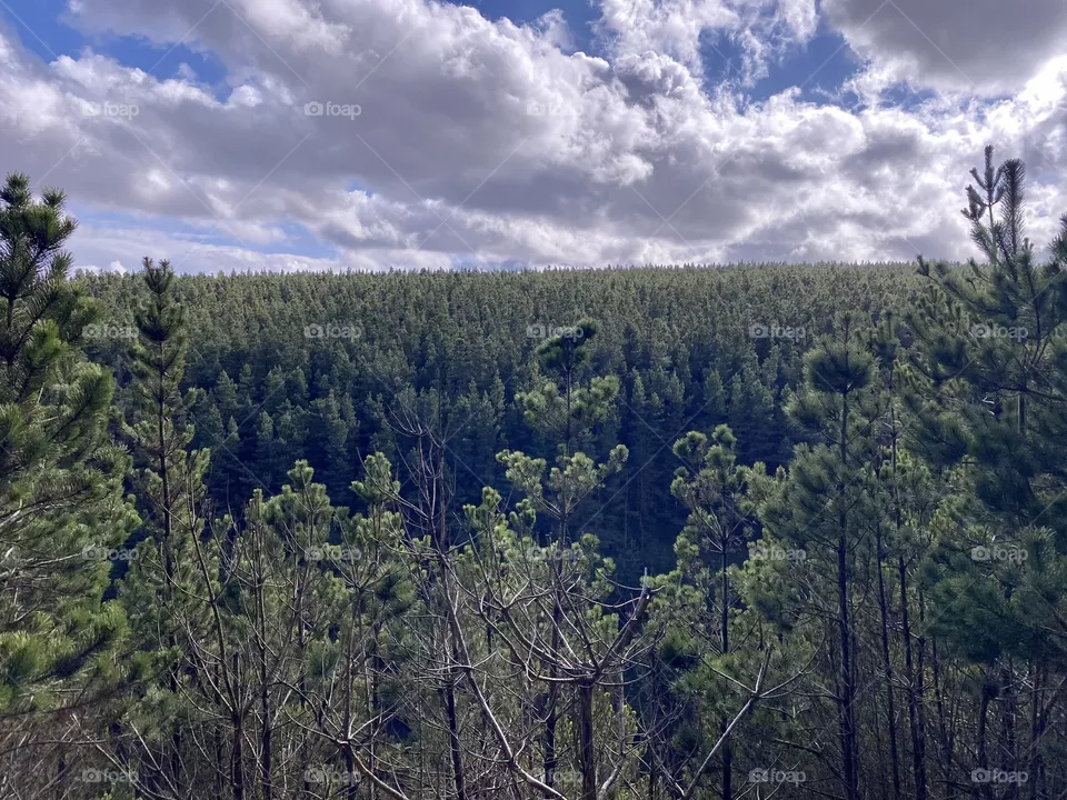 Sea of pine.