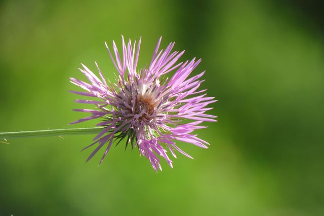 Macro