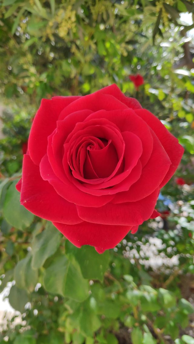 The flower of love