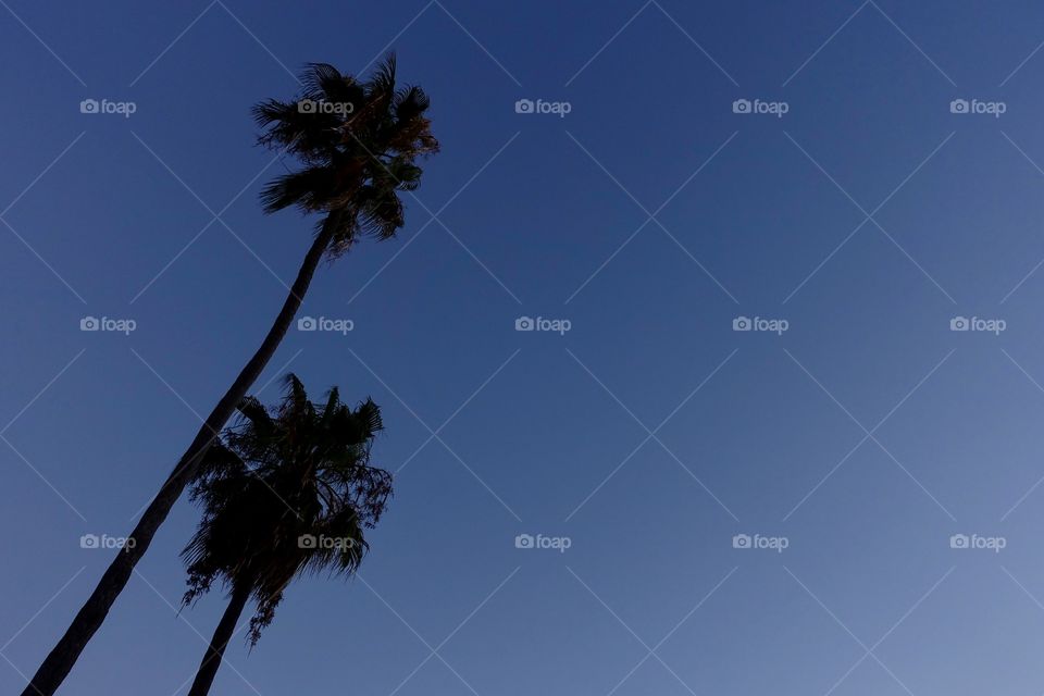 Silhouettes of palm trees.
