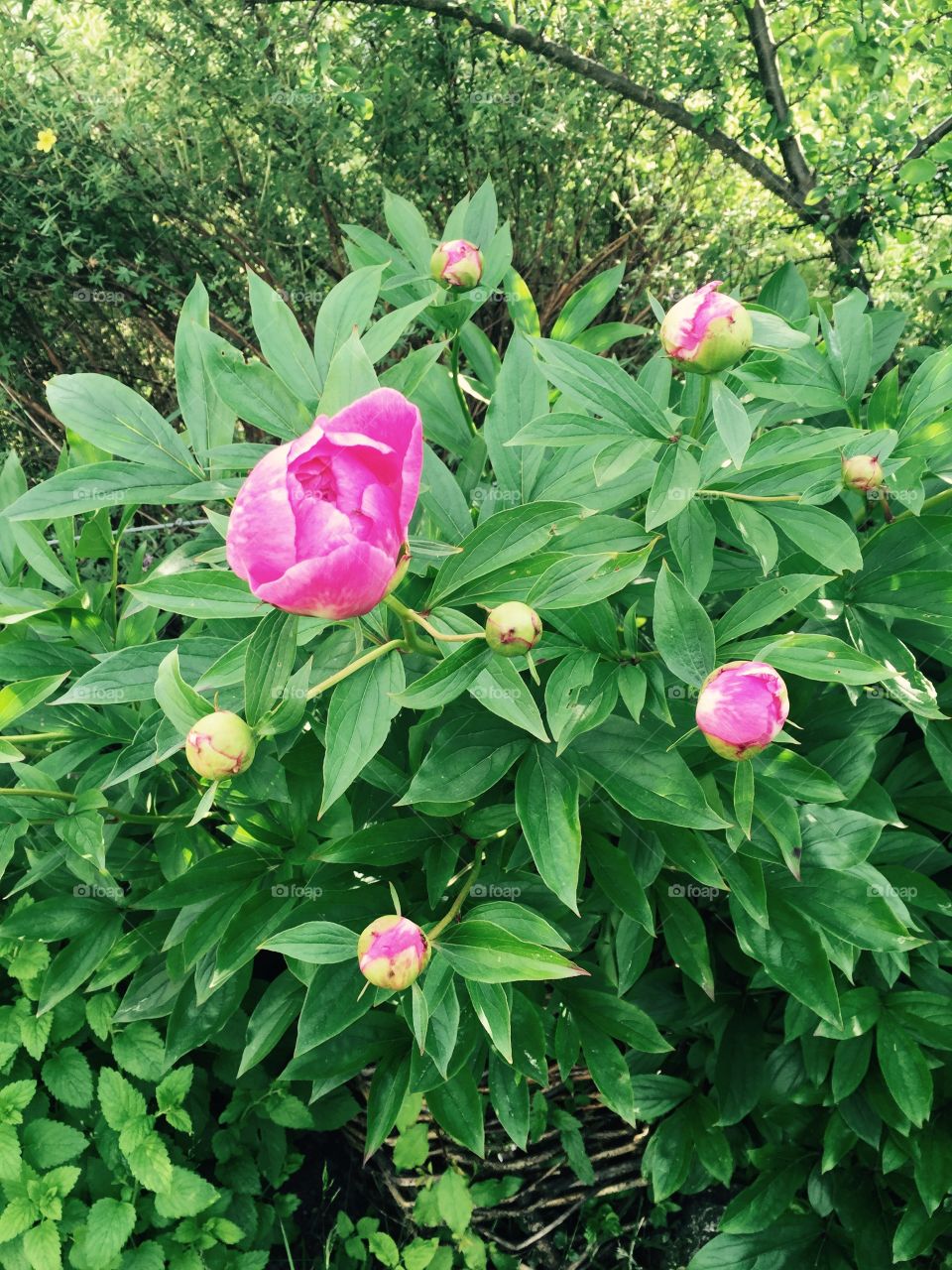Pretty peonies. My pretty peonies in my garden in Stockholm. 