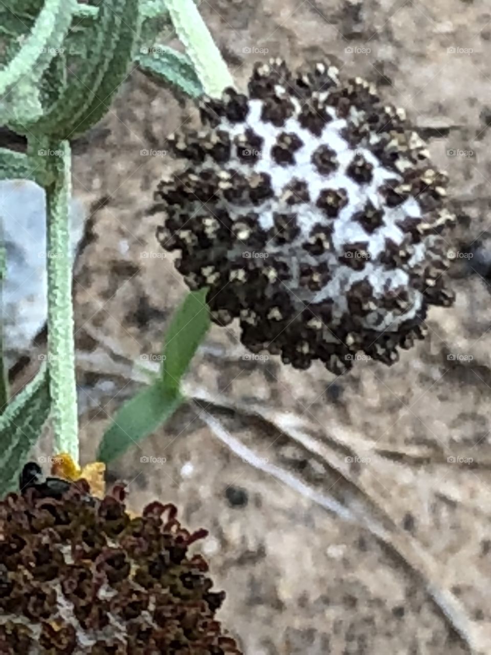 Something growing but unique