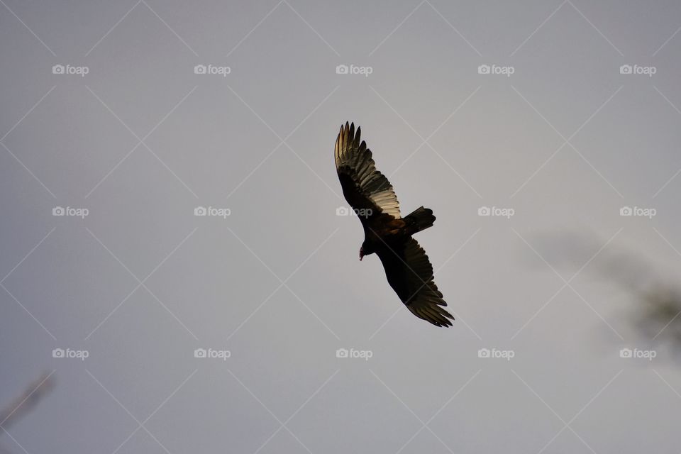 Turkey Vulture circling, searching for food in Columbus, Ohio