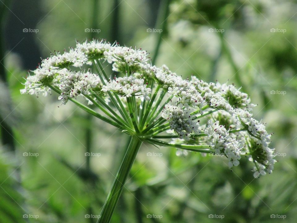 wild flowers