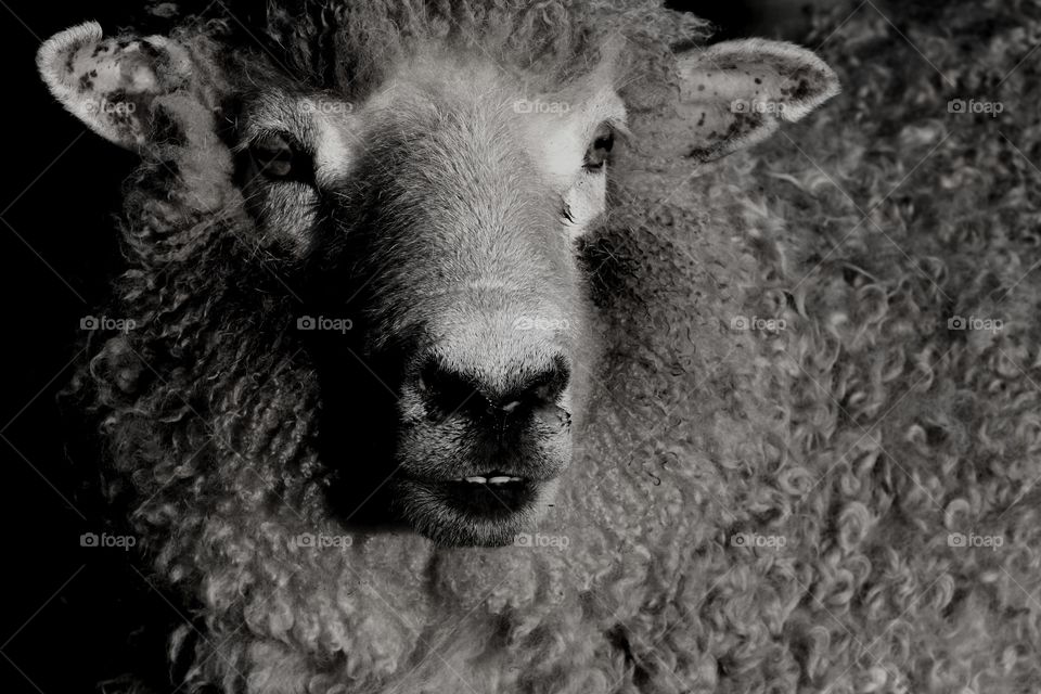 Wooly Sheep