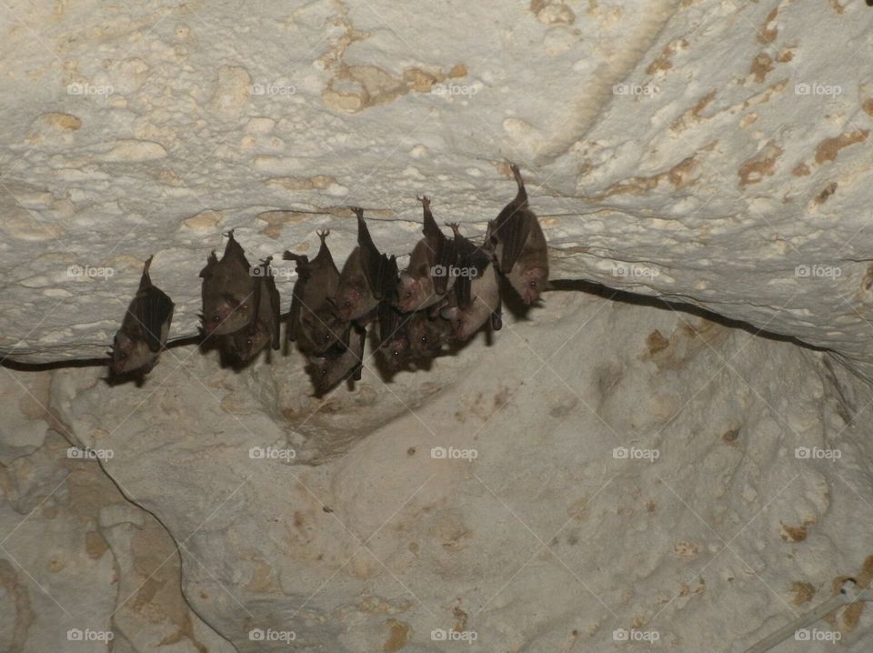 Bats bats bats 
