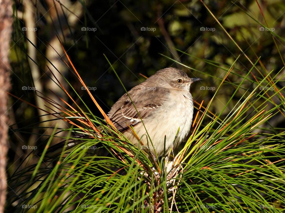 Birds & Bees - Nature in Motion - Northern Mockingbird on top of a long needle pine - Birds in action by analyzing their movements, vocalization, and even behavior. Birds steer mainly with their tails, and some use their wings for precise maneuvers.