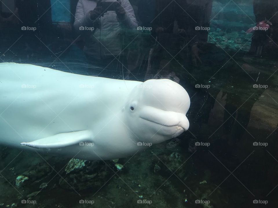 Beluga whale watching you