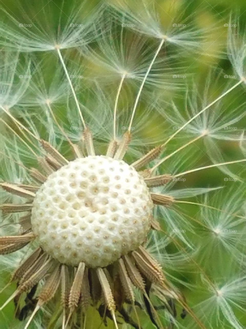 Beautiful macro shots