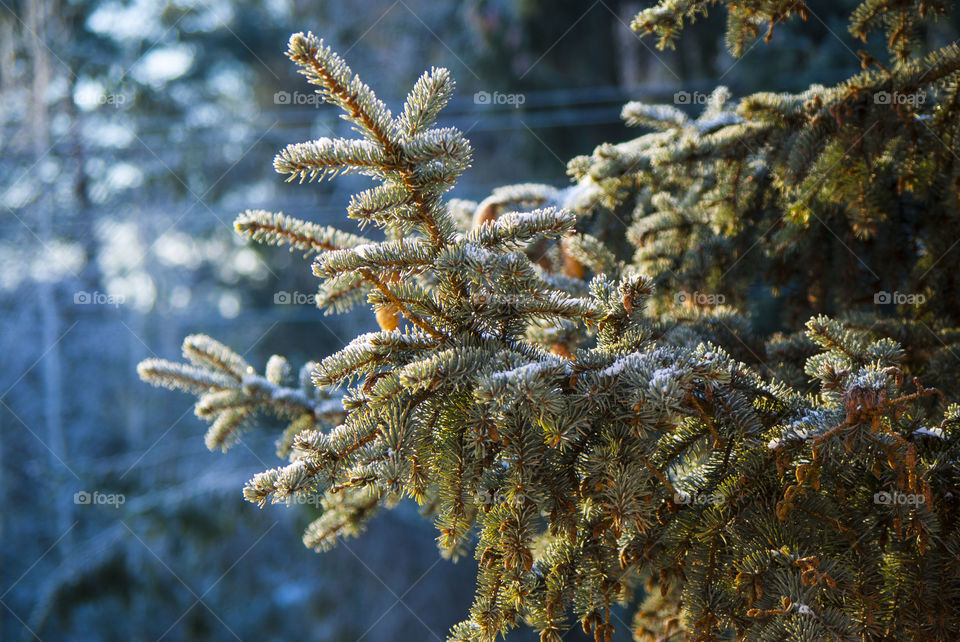 EFC branch with cones in winter