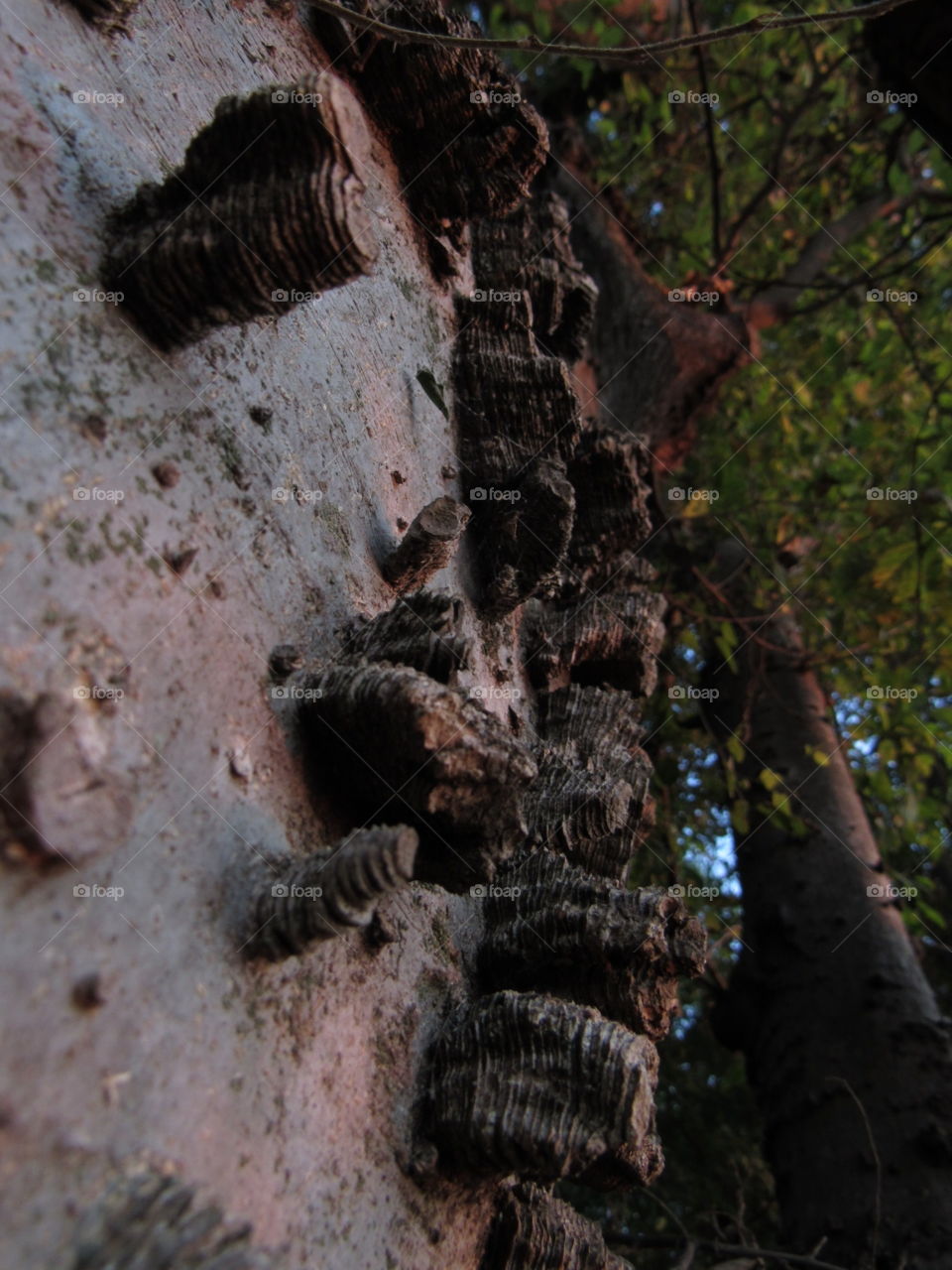 Hackberry texture