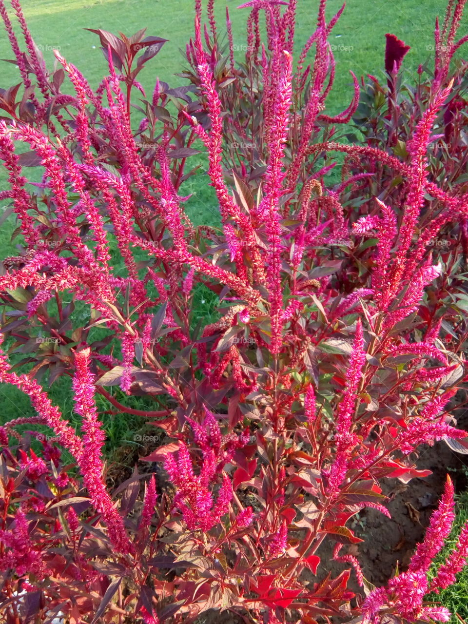 Beautiful flowers in jogger park Bathinda city.