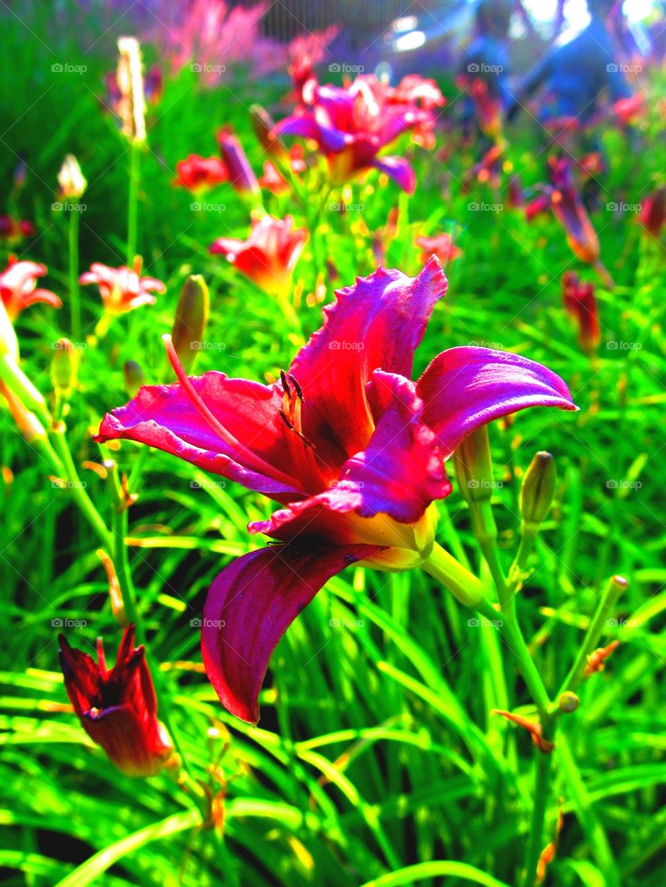 Purple flower at waldameer park Erie Pennsylvania 