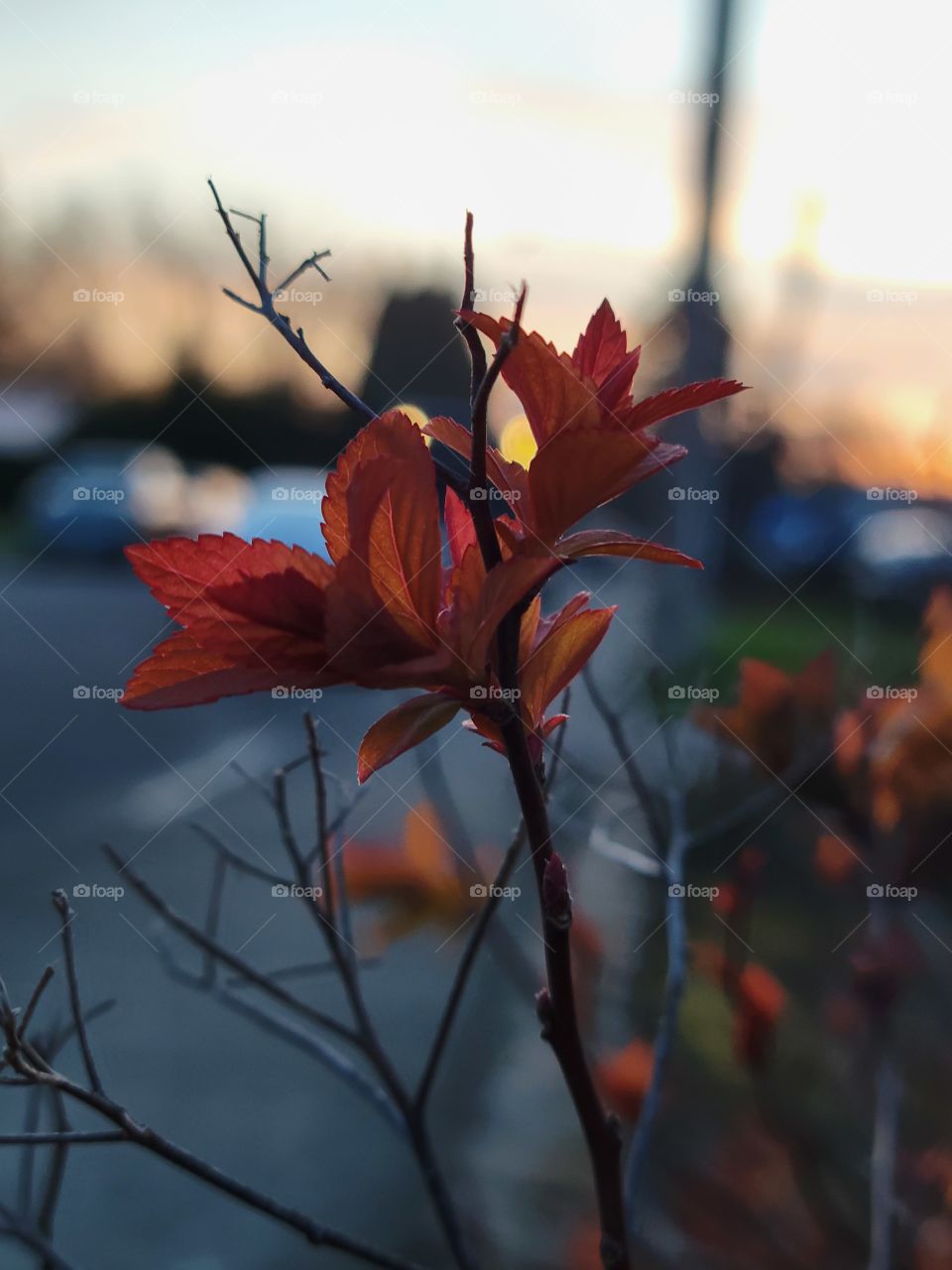 nature in the twilight