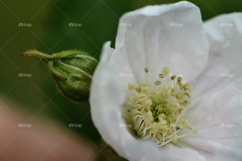 blackberry bloom