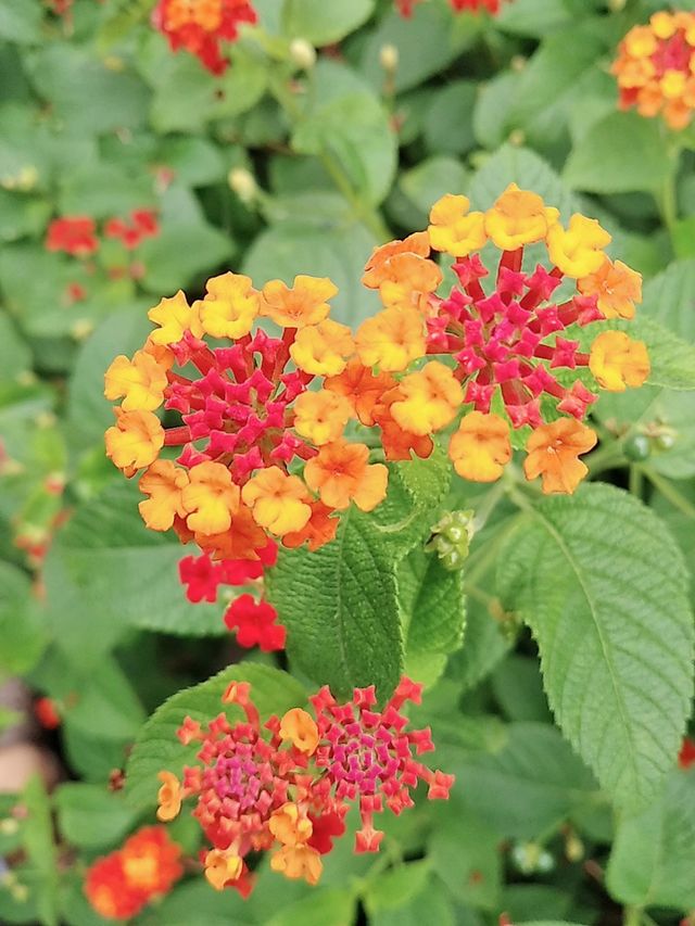 Colorful yellow red pink flowers