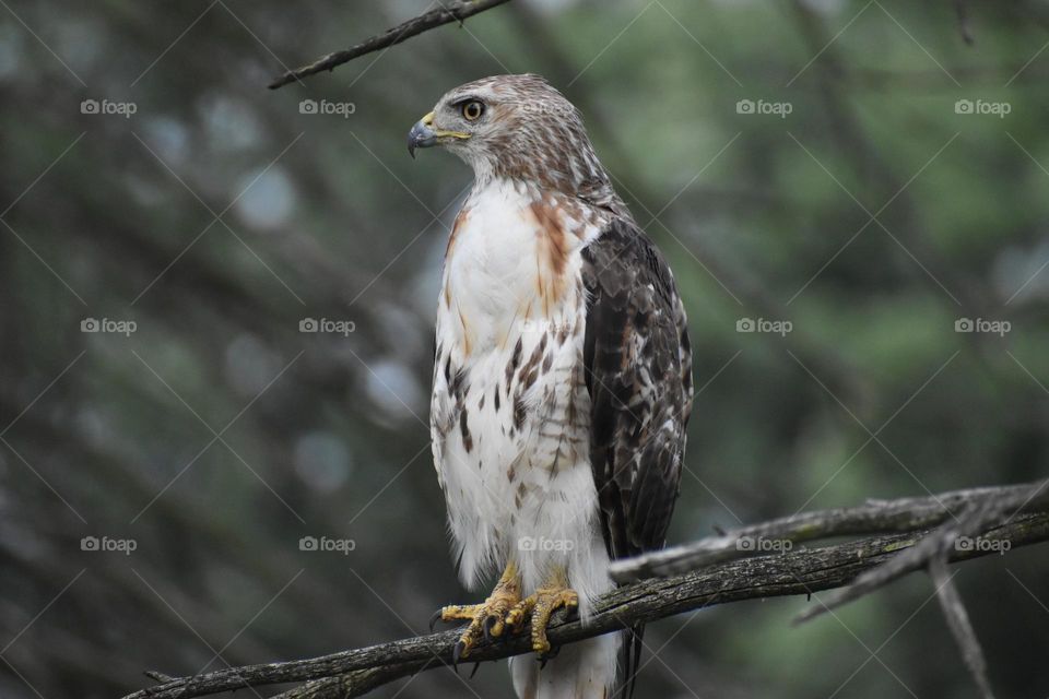 A hawk overlooks the landscape waiting for his prey
