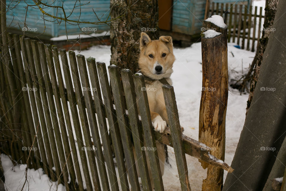 dog guards the house