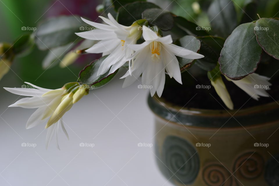 white flowers blooming cactus flower house plants love