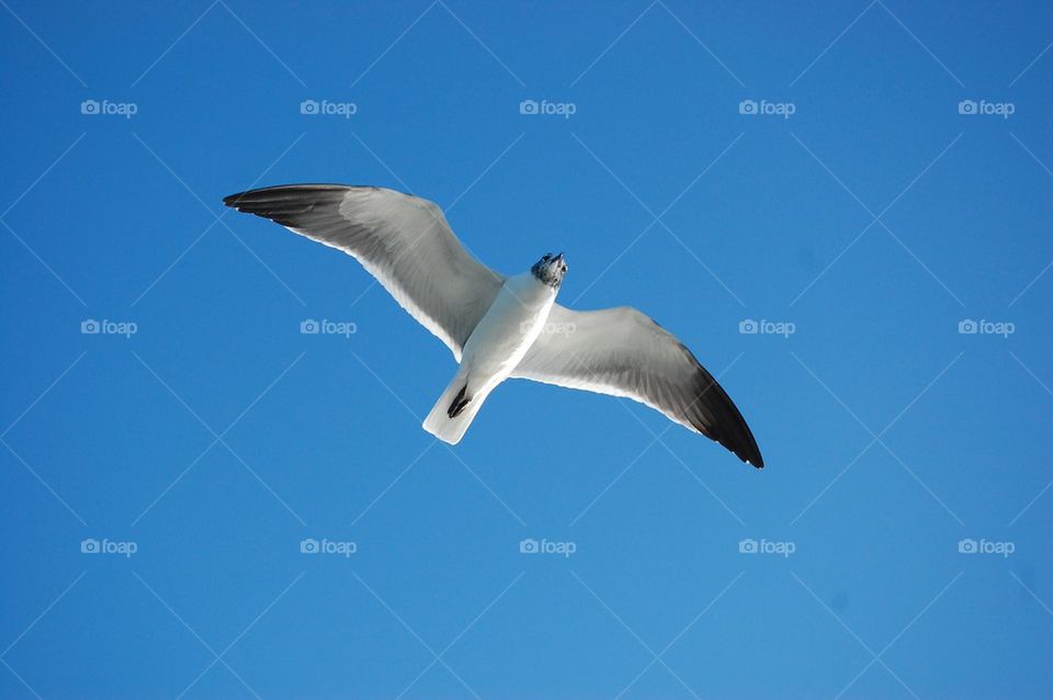 Seagull above