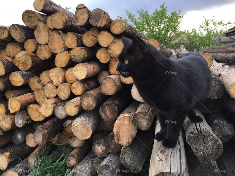 Jade on a Woodpile. Our cat, Jade, posing on a woodpile