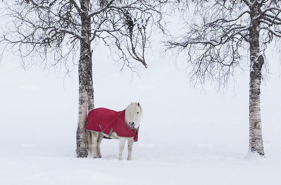 White horse, white snow. 