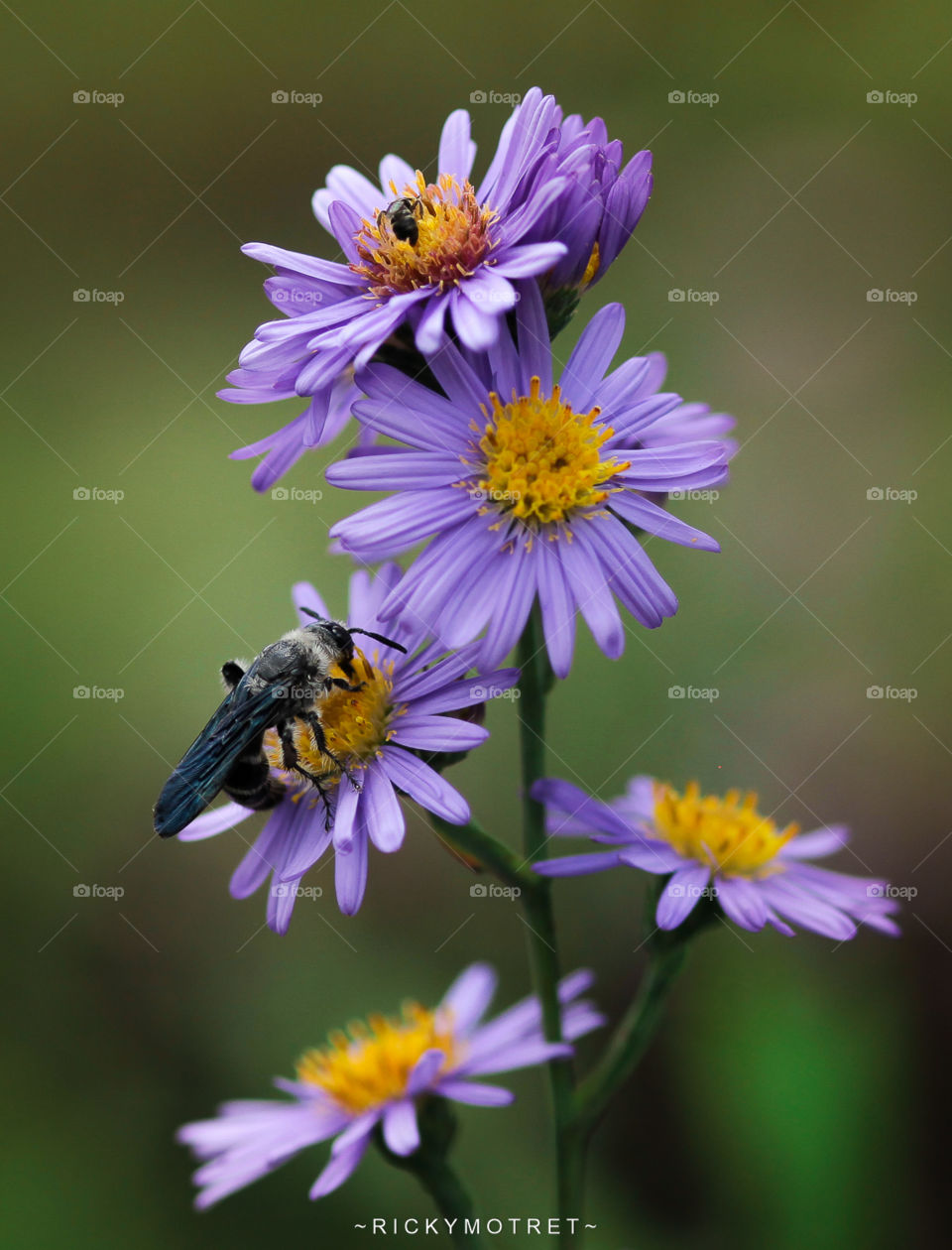 bee & flower