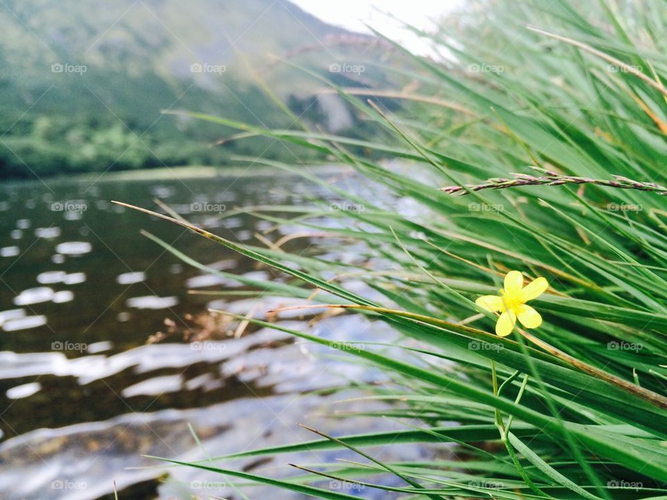 Selective view of yellow flower in grass