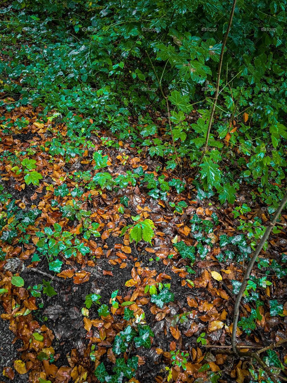 Fallen leaves in the woods.