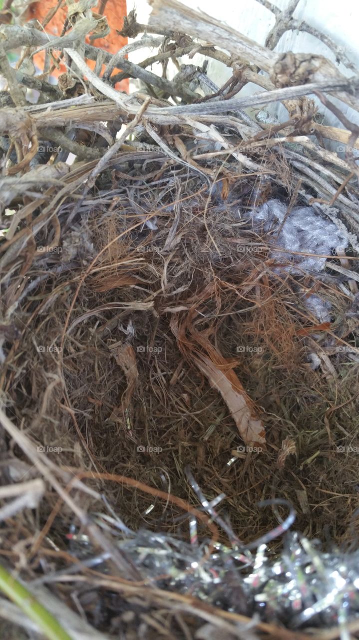 Blue-jay bird's nest. bird's nest 