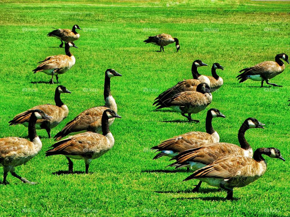 Canada Geese