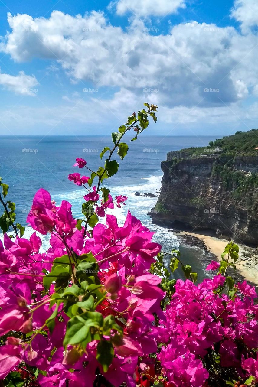 Beautiful flowers with a background of sea, sky and cliffs in eye level view