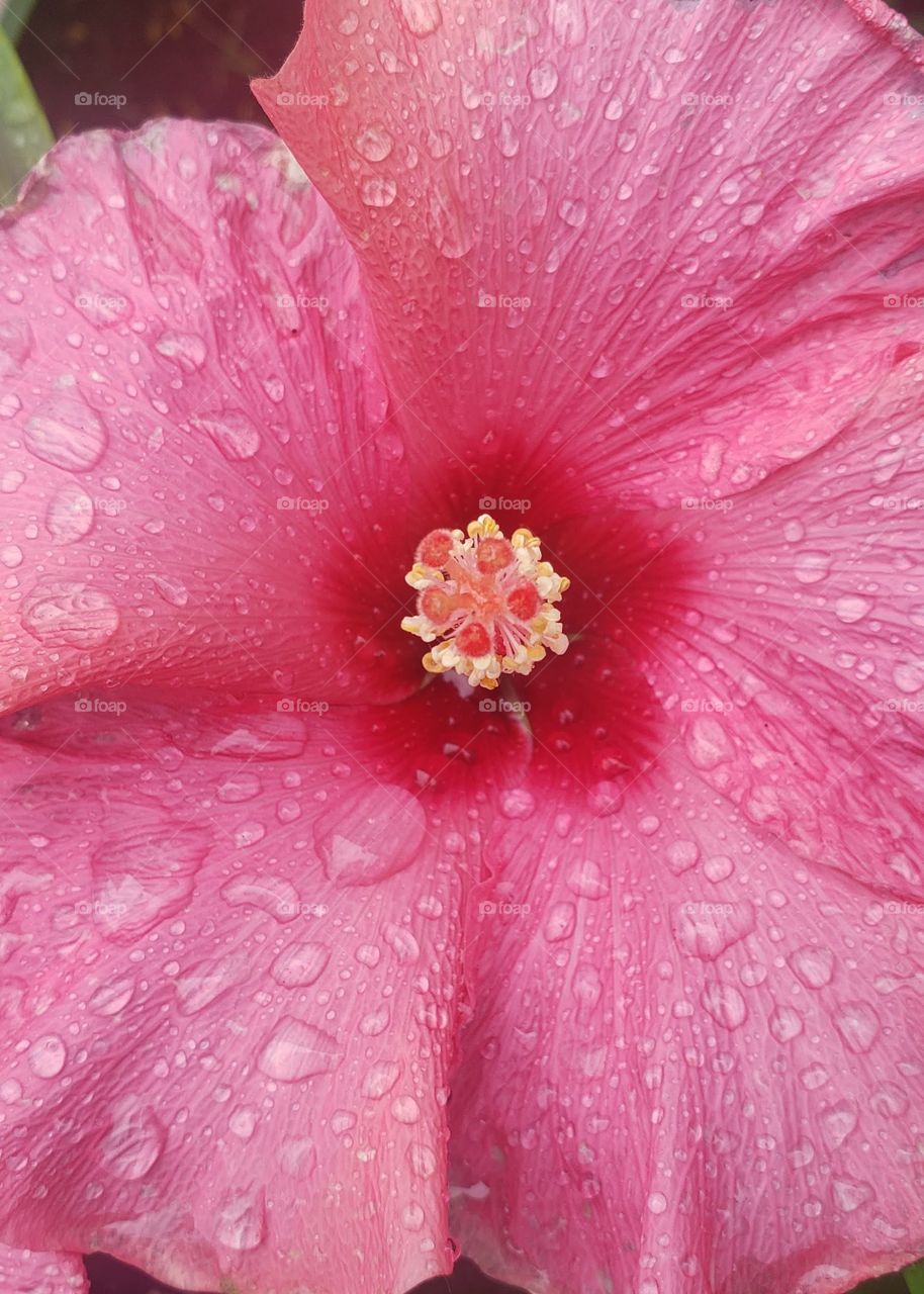 flower After raining .