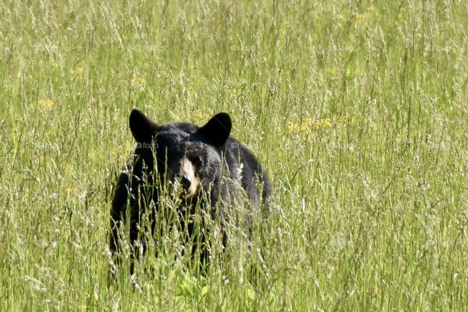 A black bear in a weedy field 