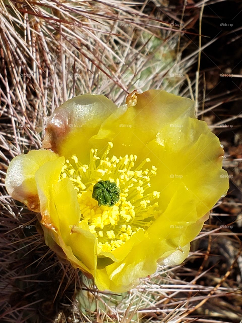 prickly pear bloom