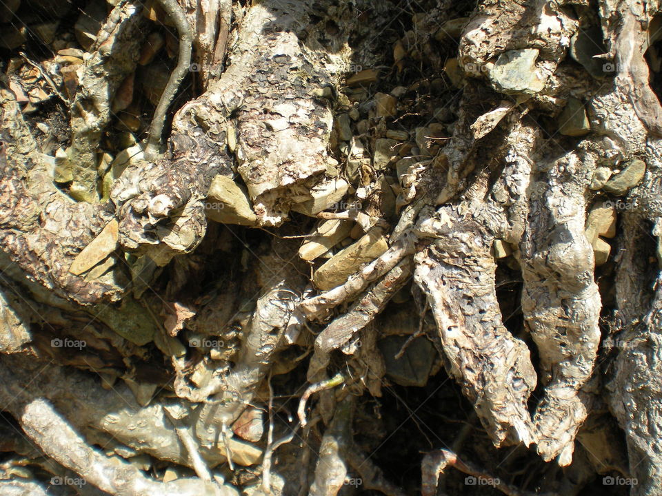 Tree roots close up